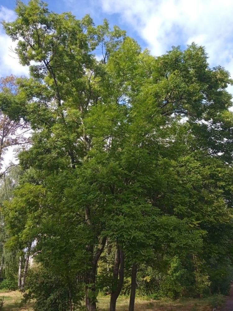 Семена Ясень маньчжурский (Fraxinus mandshurica), 10 штук #1