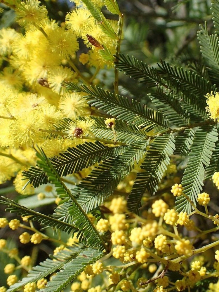 Семена Акация Фарнеза (Acacia farnesiana), 15 штук #1