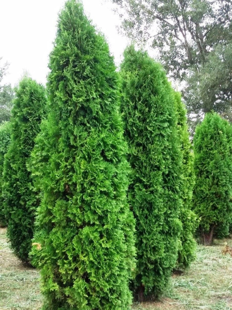 Семена Туя западная Колумна (Thuja occidentalis columna), 30 штук #1