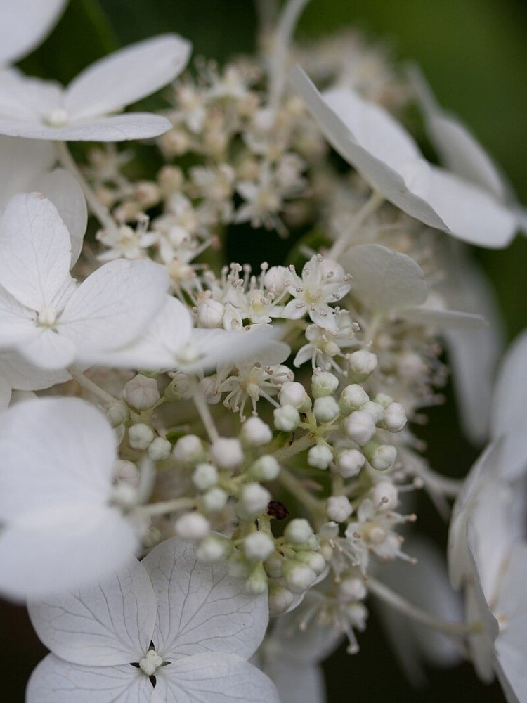 Семена Гортензия метельчатая (Hydrangea paniculata), 25 штук #1