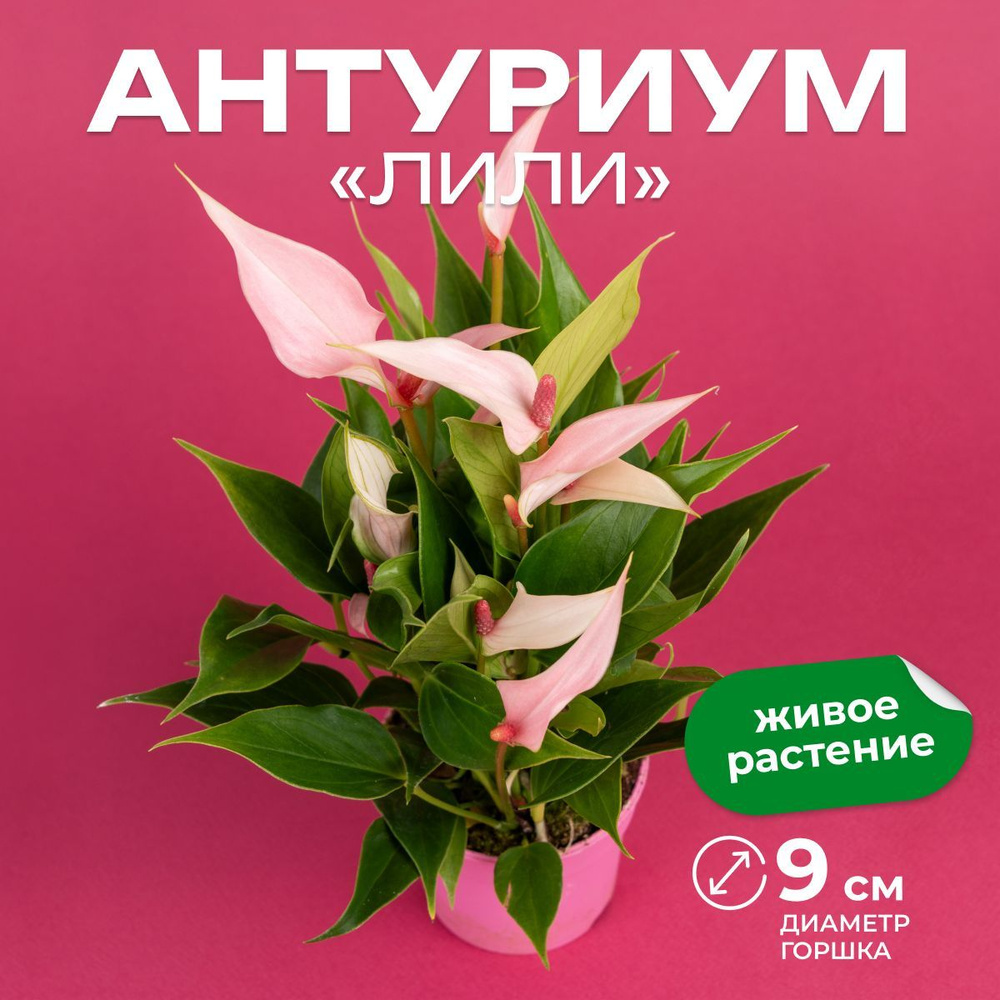 Антуриум Лили (Anthurium Lilli), лучевидный новый сорт, дм 9 см, выс 30-40 см  #1