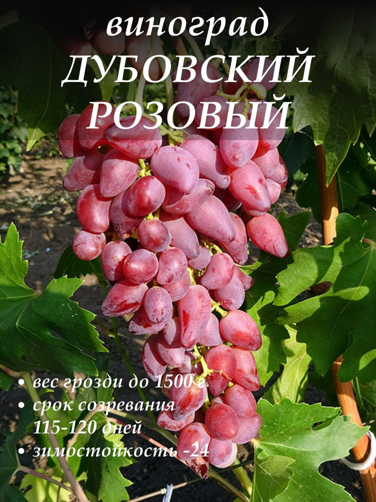 Клубни #1