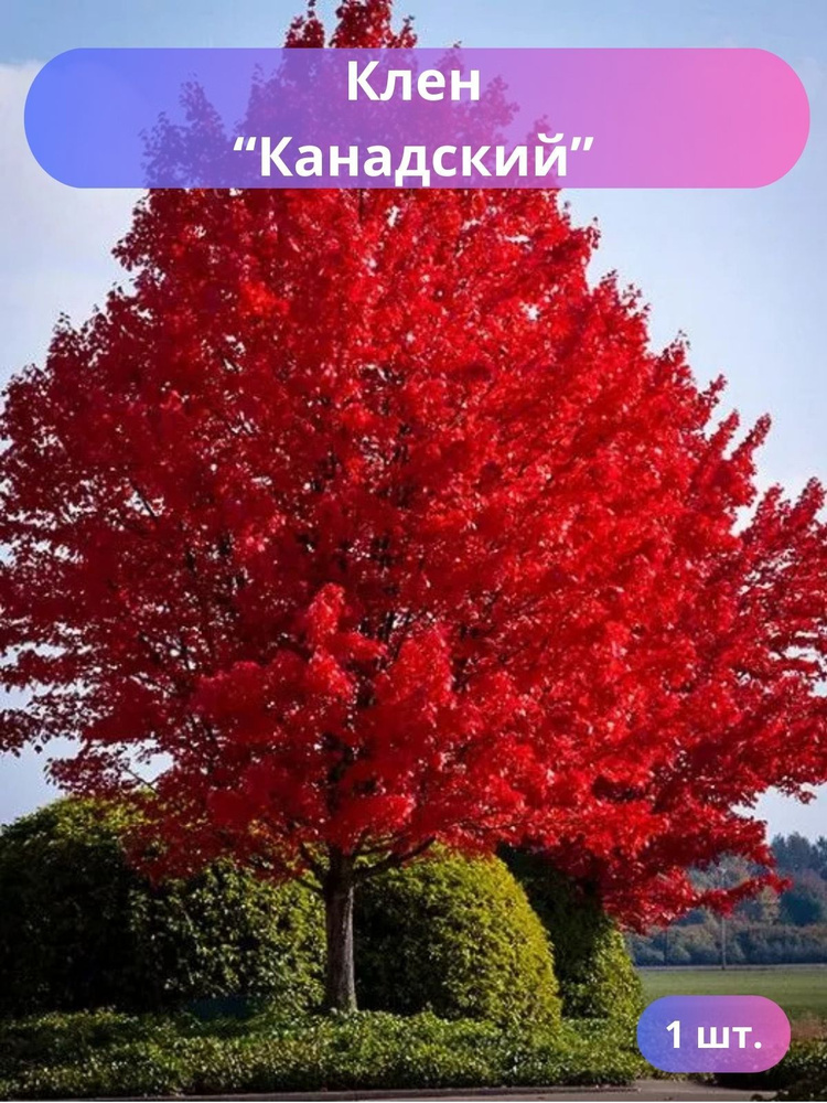 Клен насыщенно-красный Канадский саженец - 1шт. #1