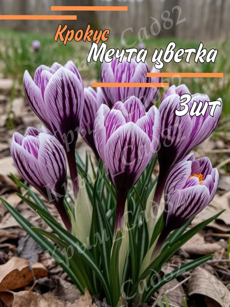 Луковицы Крокус #1