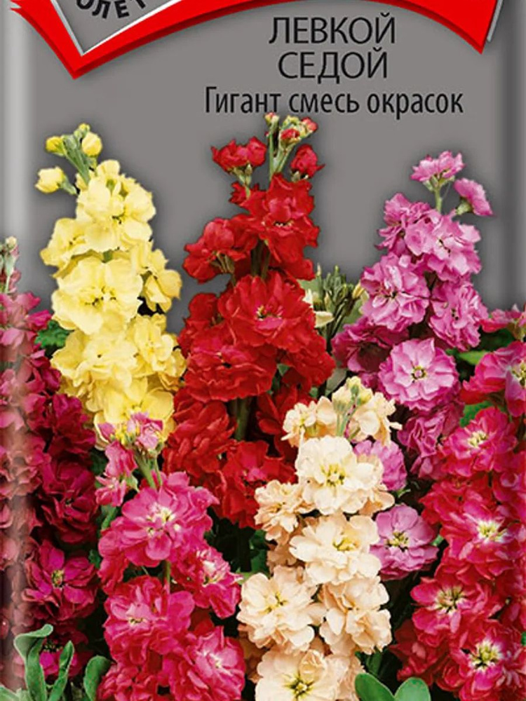 Левкой седой Гигант смесь окрасок 0,1 г, Семена Поиск #1
