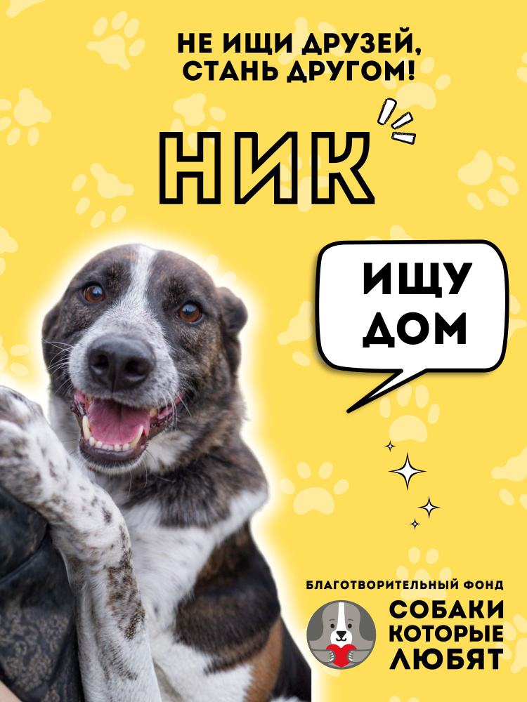 Помочь Нику найти дом #1