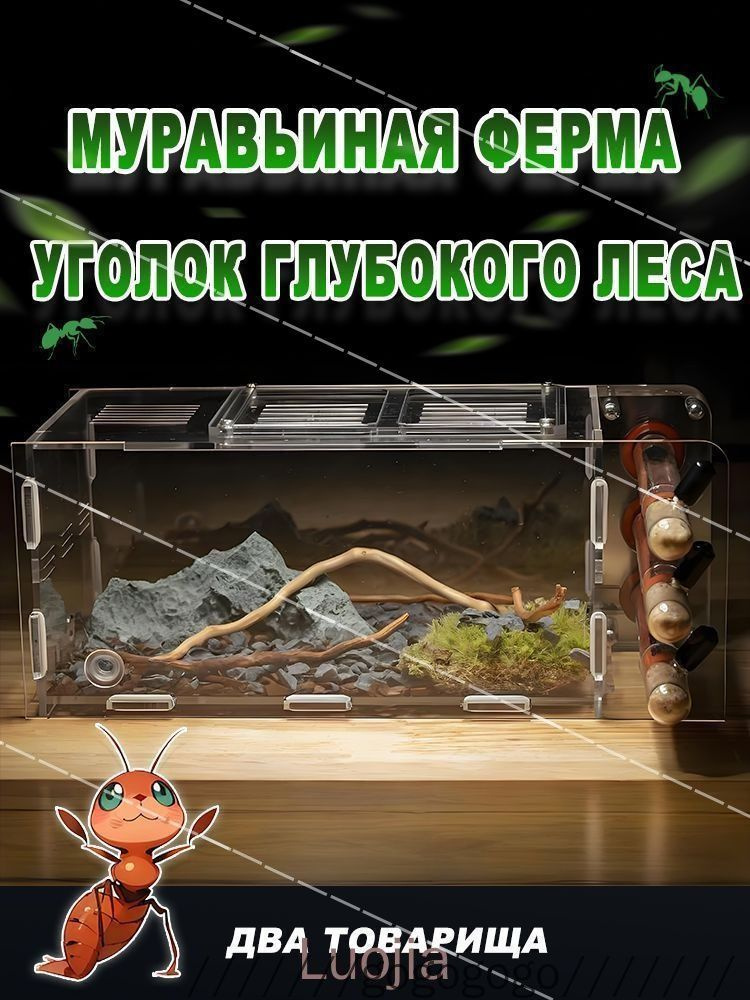 Муравьиная ферма #1