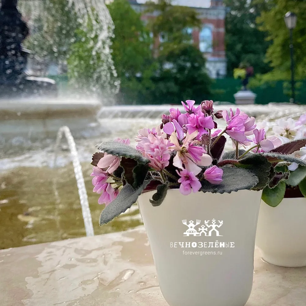 Фиалка Imp s Pretty Deadly, вариант, фото 2