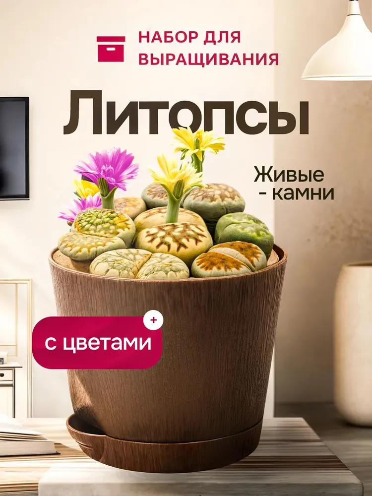 Набор для выращивания растений Литопсы Живые камни, вариант