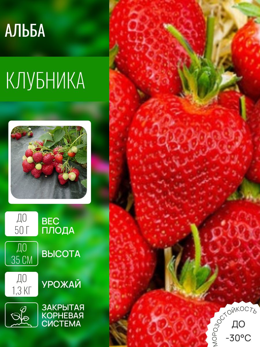 ПятьСаженцевКлубникаАльба