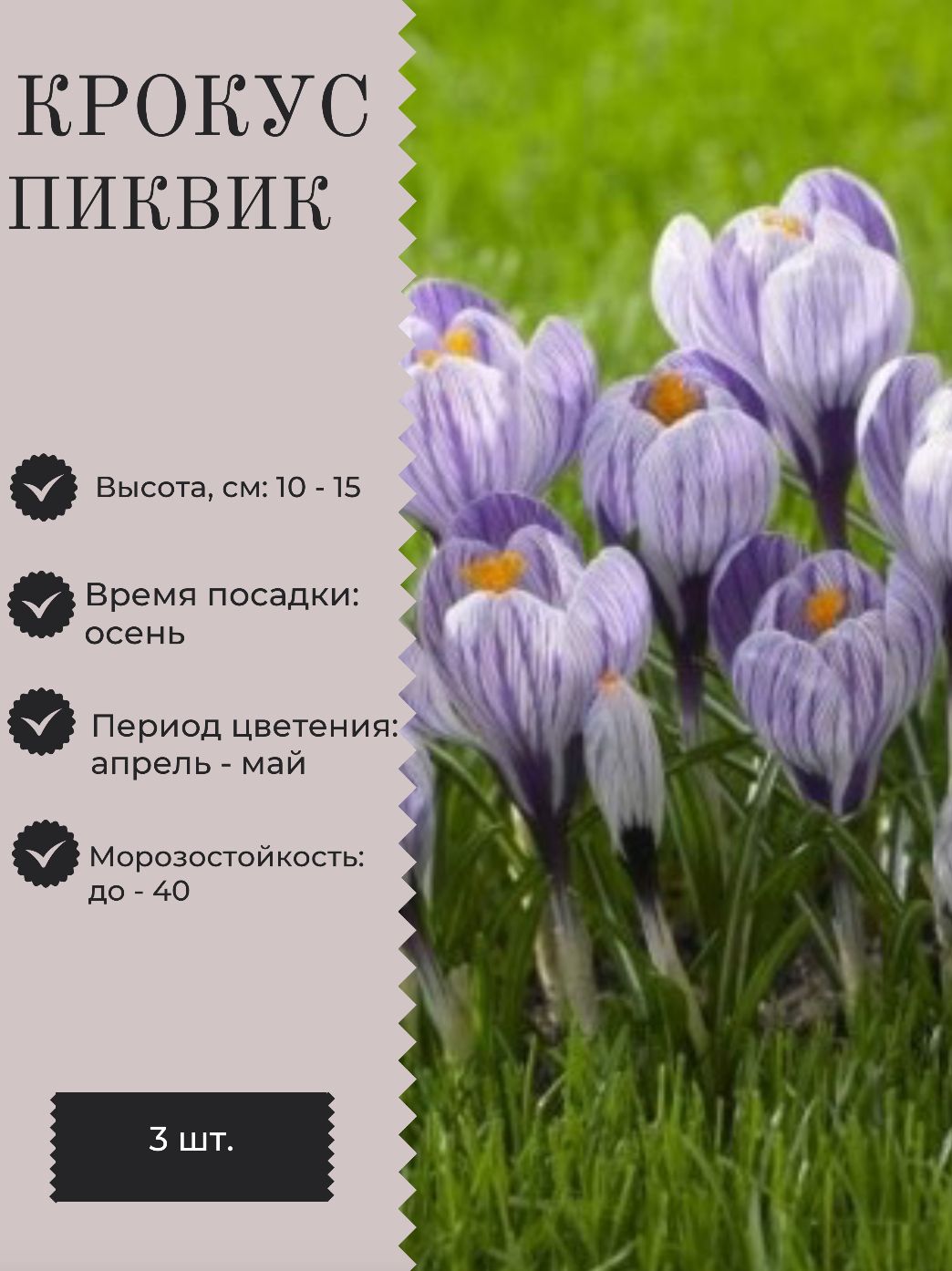 Крокусы в саду