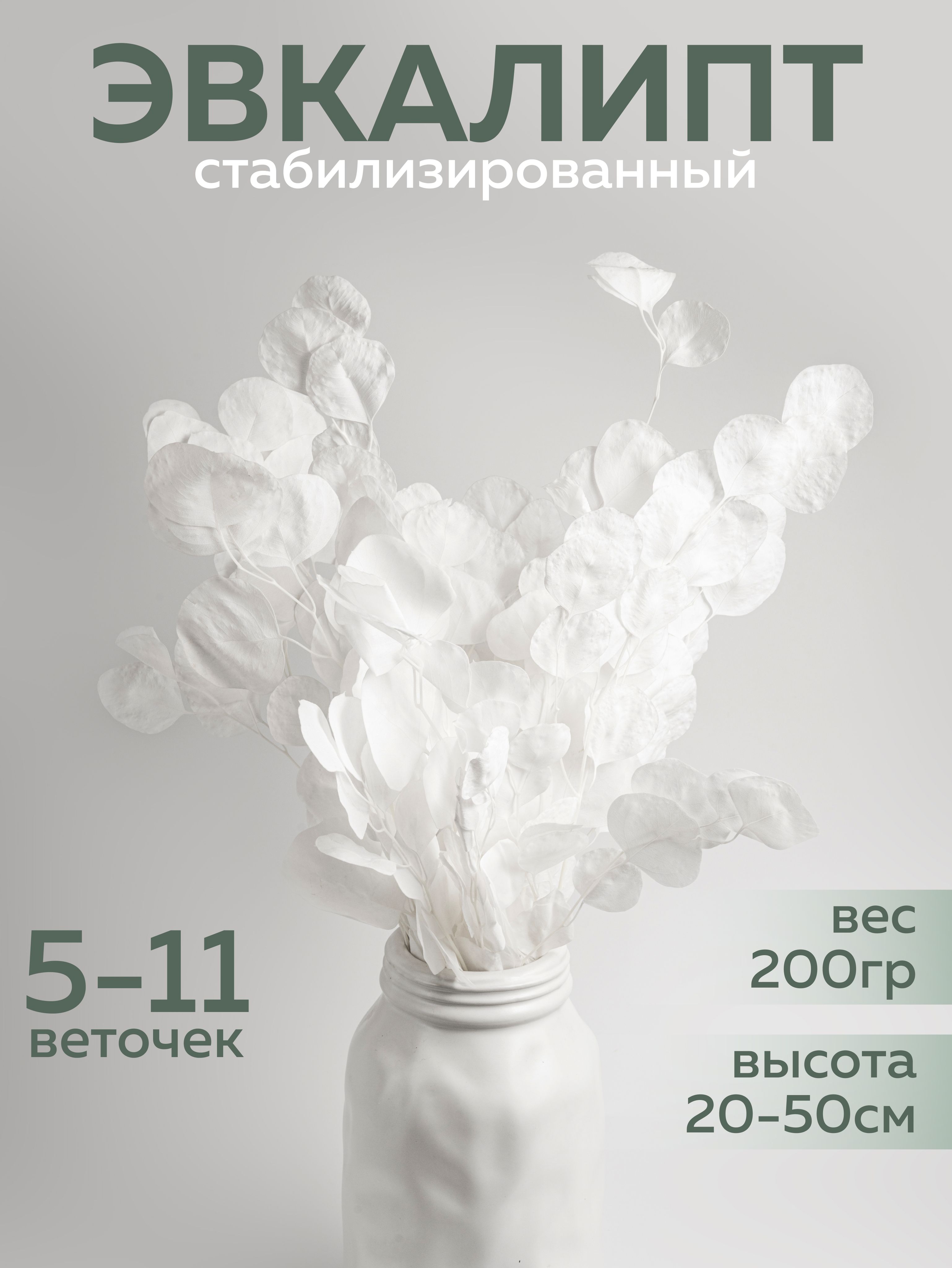 Эвкалиптбелыйстабилизированный,искусственныецветыдлядекора,сухоцветыдлявазы