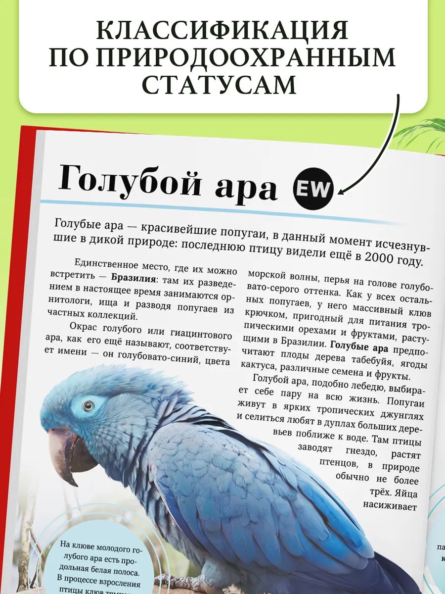 Энциклопедия для детей 7+, Буква-Ленд, "Красная книга мира", книги для детей | Encyclopedia for Children 7+, "Red Book of the World" - Ozon image 4