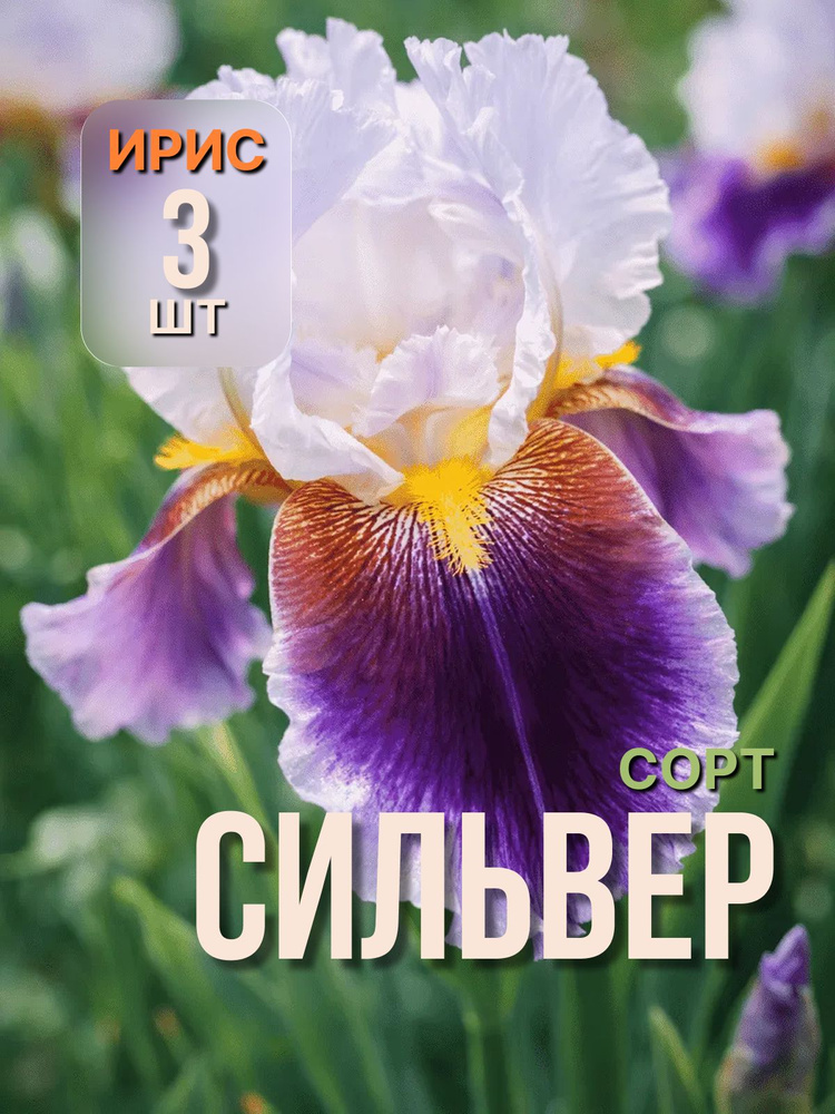 Луковица ириса СИЛЬВЕР #1