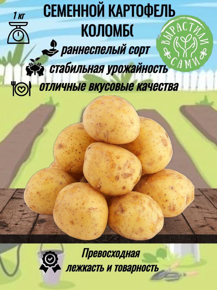 Картофель сорт "КОЛОМБО" #1