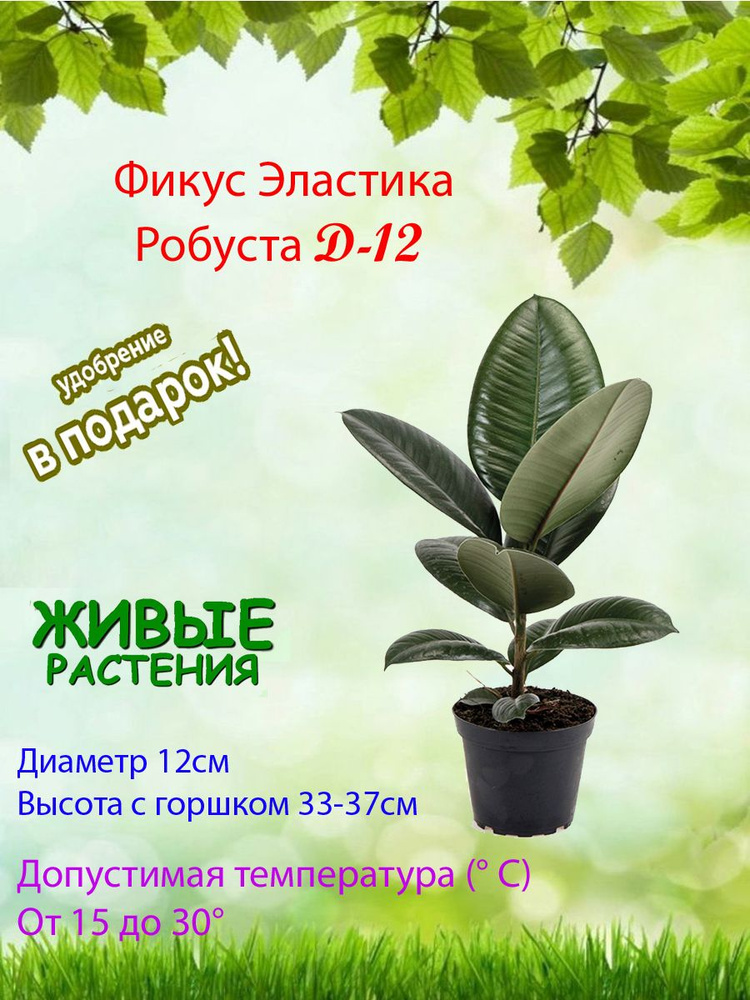 Комнатные растения, цвет Фикус (каучуконосный) Эластика Робуста d-12, 12 см, 1 шт  #1