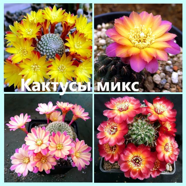 Семена кактуса микс -Rebutia, Aylostera, Sulcorebutia. (10 шт) #1