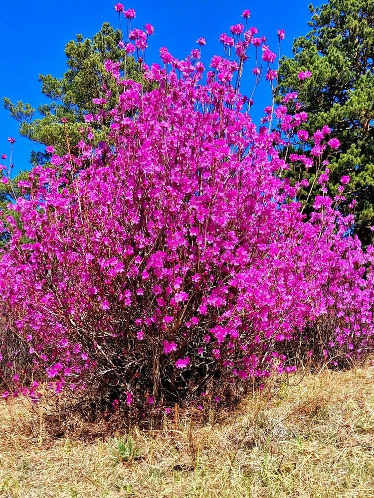 Семена Рододендрон даурский (Rhododendron dauricum), 25 штук #1