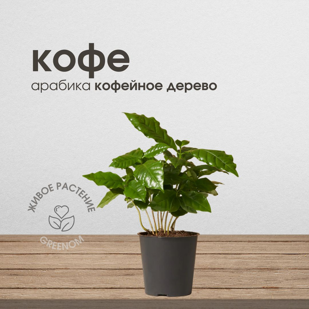 Кофейное дерево (Coffea)