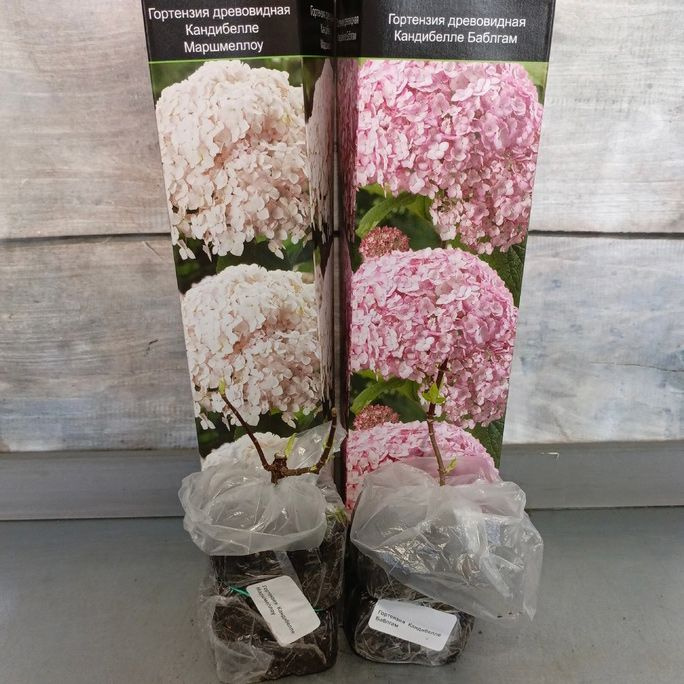 Japangarden / Гортензия Древовидная саженец, сорт Кандибелле - 2 шт ...