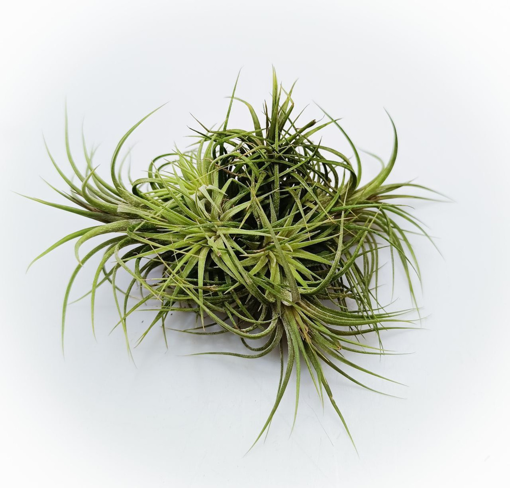 しばらくラストT. ionantha Nizanda T'S TROPICALS Tillandsia Ionantha Stricta clump (тилландсия ионанта стрикта