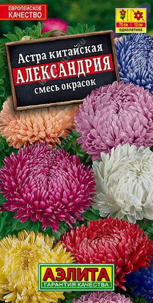 Семена цветов для сада, Астра семена набор: 1 сентября, Александрия, Американская красавица  #1