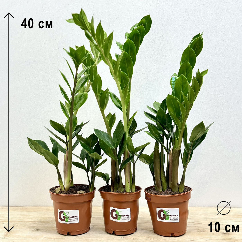 Набор 3 растения (d10) Замиокулькас, высота 30-40см #1