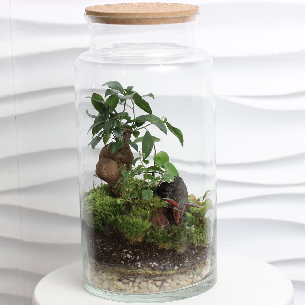 Фиттония, Мох KimFlo Флорариум с Фикусом Микрокарпа Гинсенг и ...