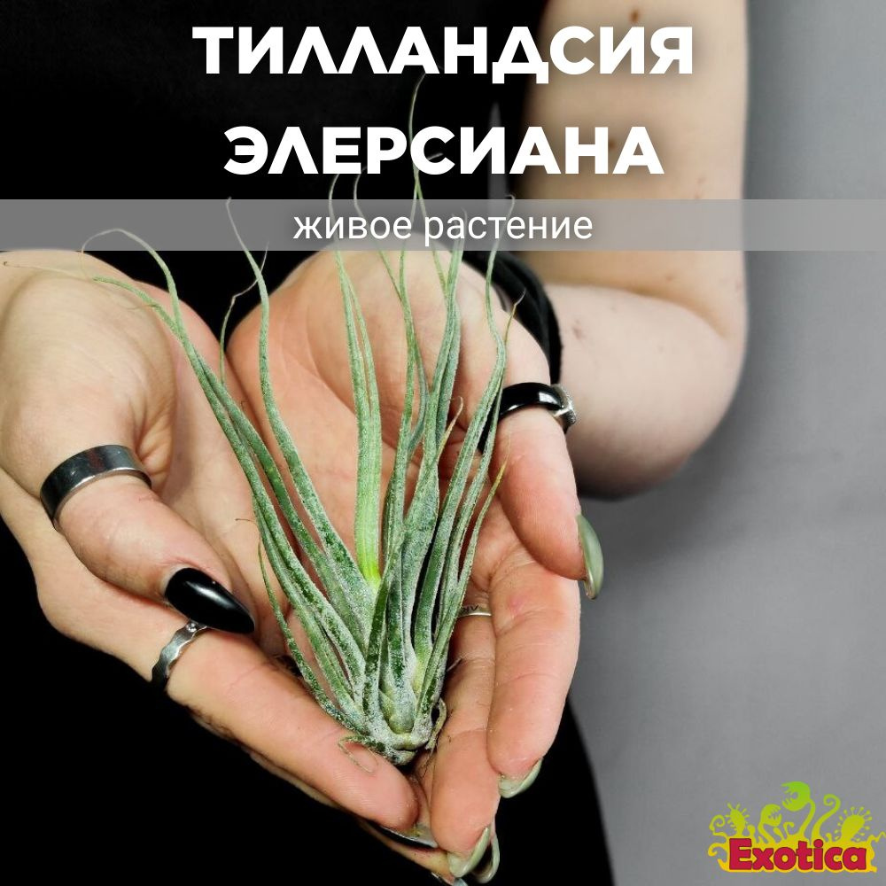 Тилландсия Элерсиана (Tillandsia Ehlersiana) #1