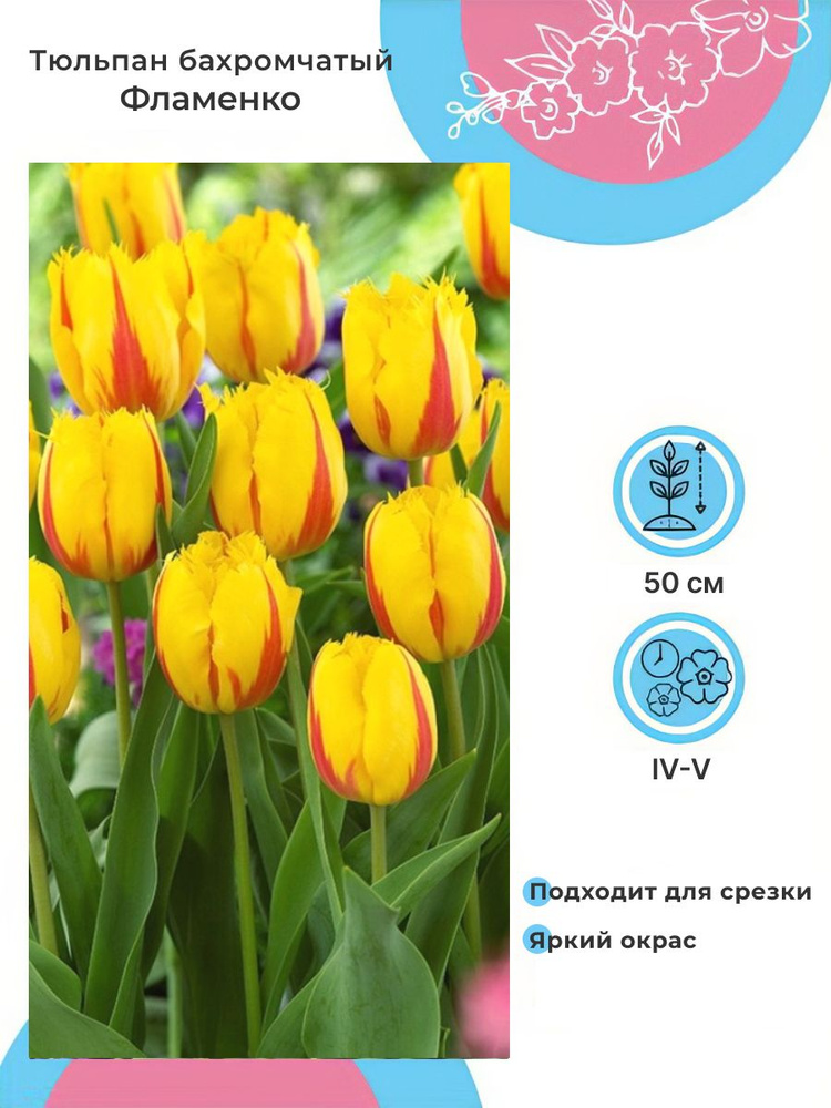 Тюльпан бахромчатый Фламенко 10 луковиц #1