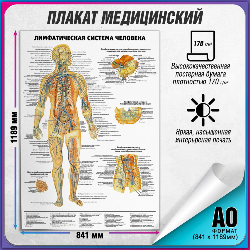 Информационный медицинский плакат "Лимфатическая система человека" / А-0 (84x119 см.)  #1