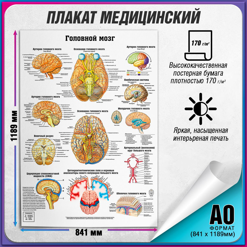 Информационный медицинский плакат "Головной мозг" / А-0 (84x119 см.)  #1