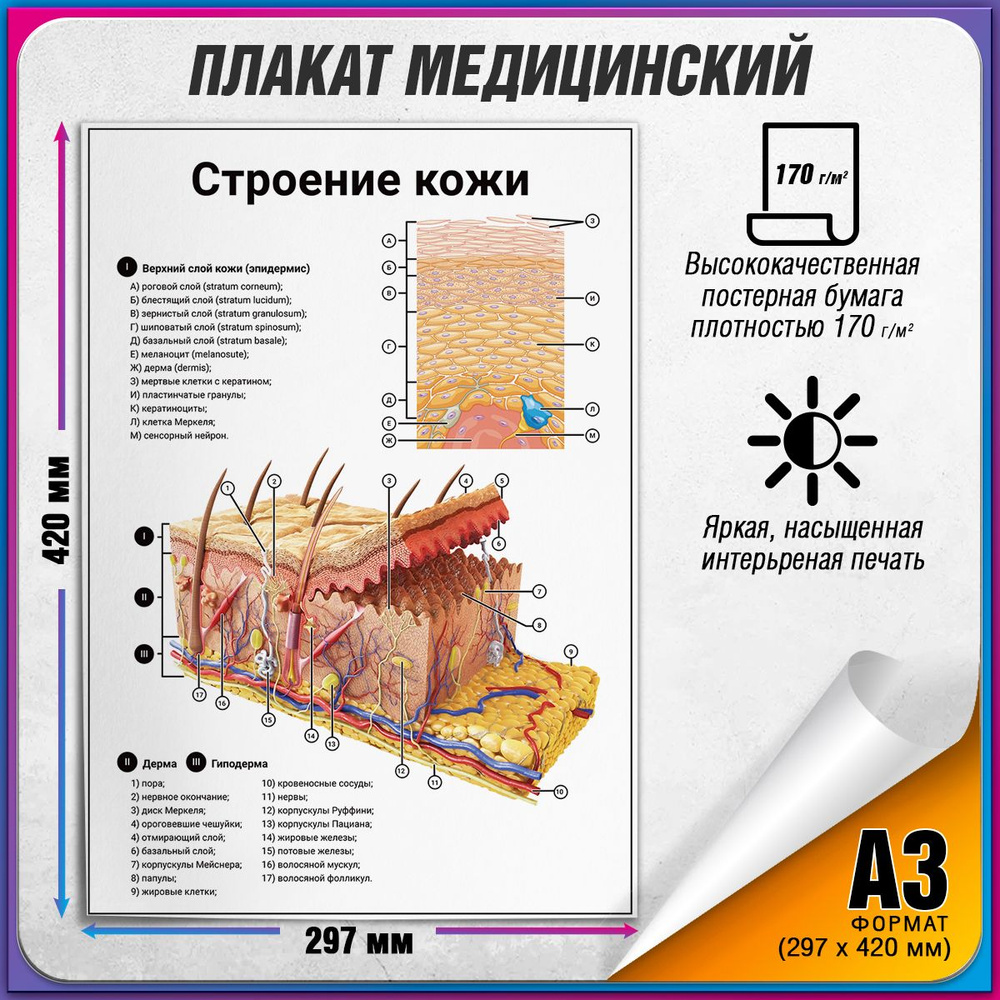 Информационный медицинский плакат "Строение кожи" / А-3 (30x42 см.)  #1