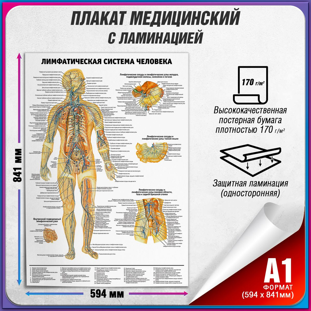 Информационный медицинский плакат "Лимфатическая система человека" / ламинированный / А-1 (60x84 см.) #1