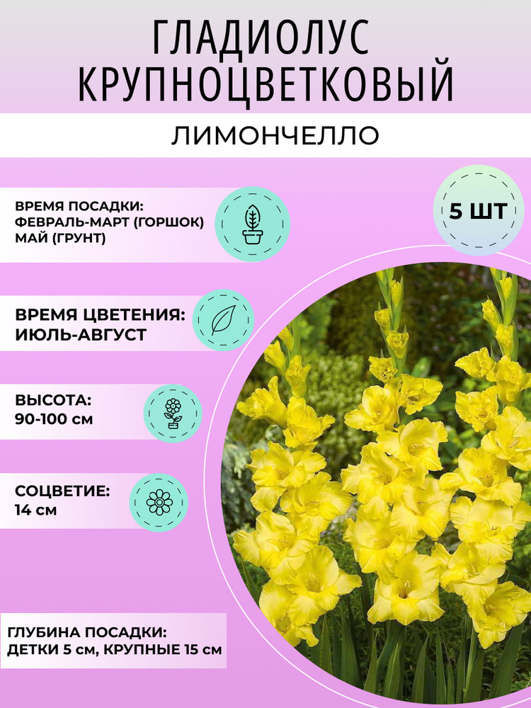 Гладиолус крупноцветковый , многолетние луковицы цветов 5 шт #1