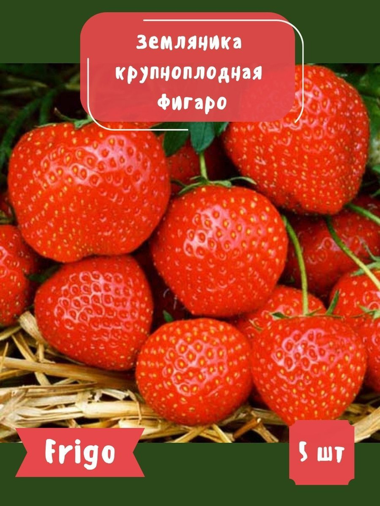 Земляника (крупноплодная) Фигаро саженцы 5шт. #1