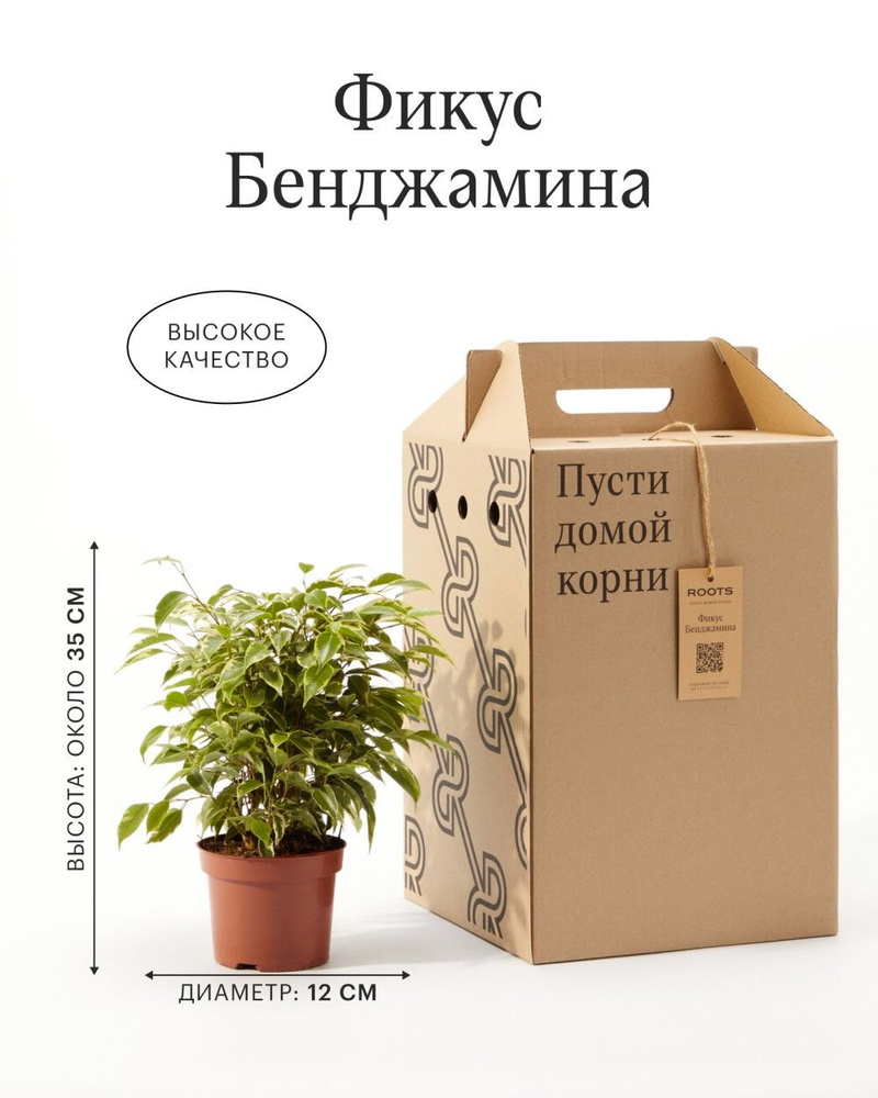 Фикус Бенджамина диаметр 12 #1