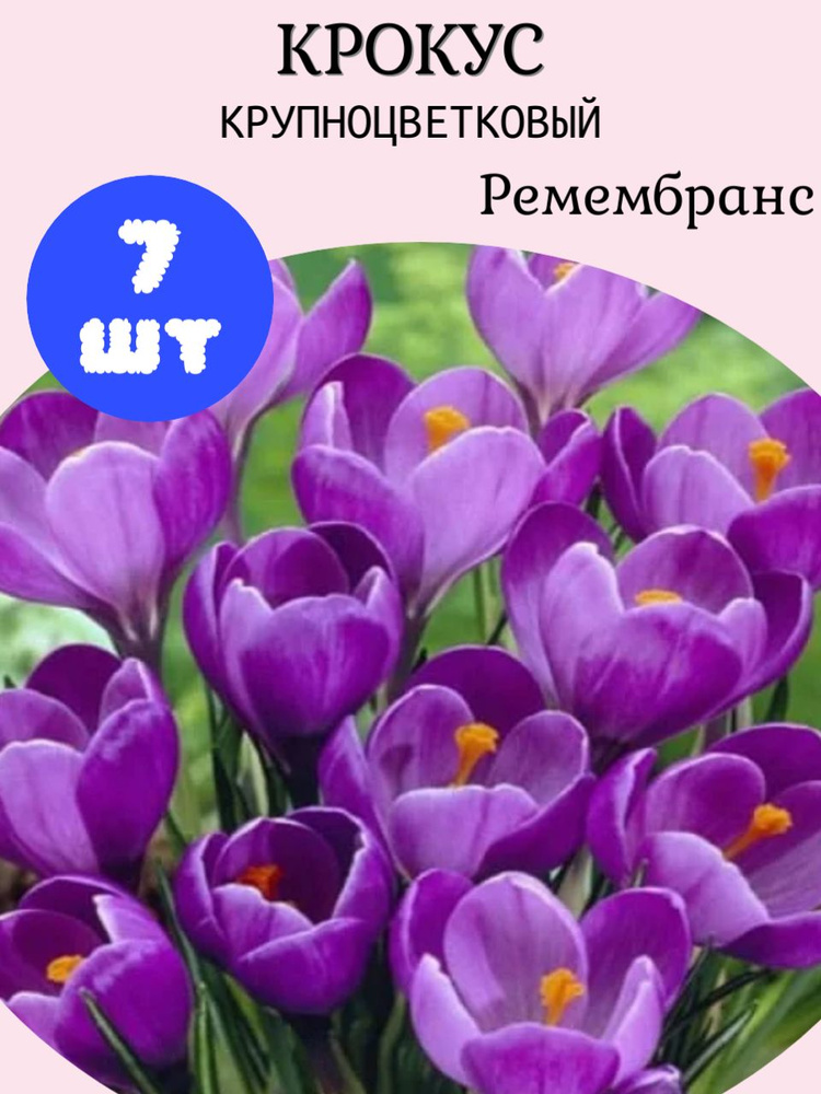 Крокус крупноцветковый Ремембранс, 7шт #1