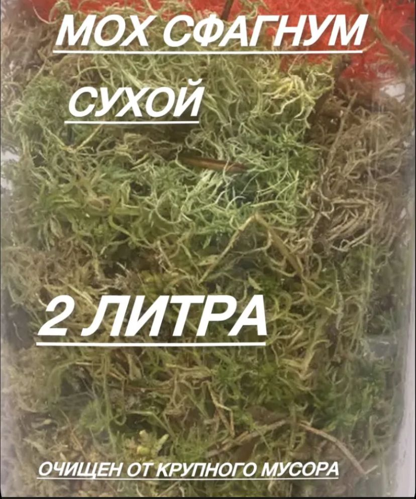 Мох #1