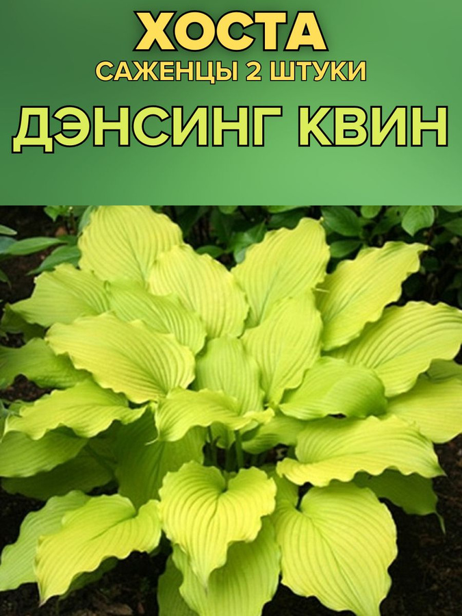 Саженцы Хост Купить В Леруа Мерлен Калуга