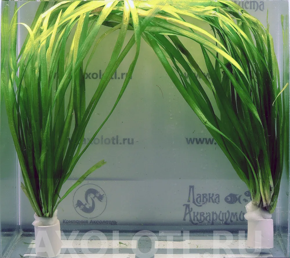 Картинка с форума