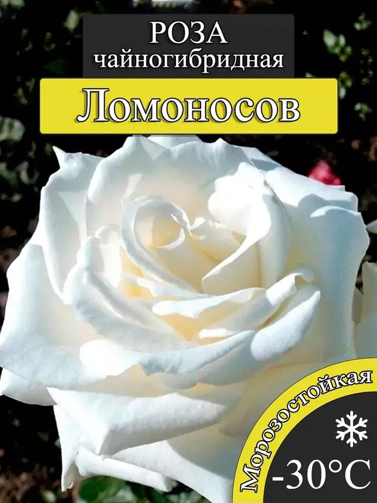 Саженец розы Ломоносов, вариант