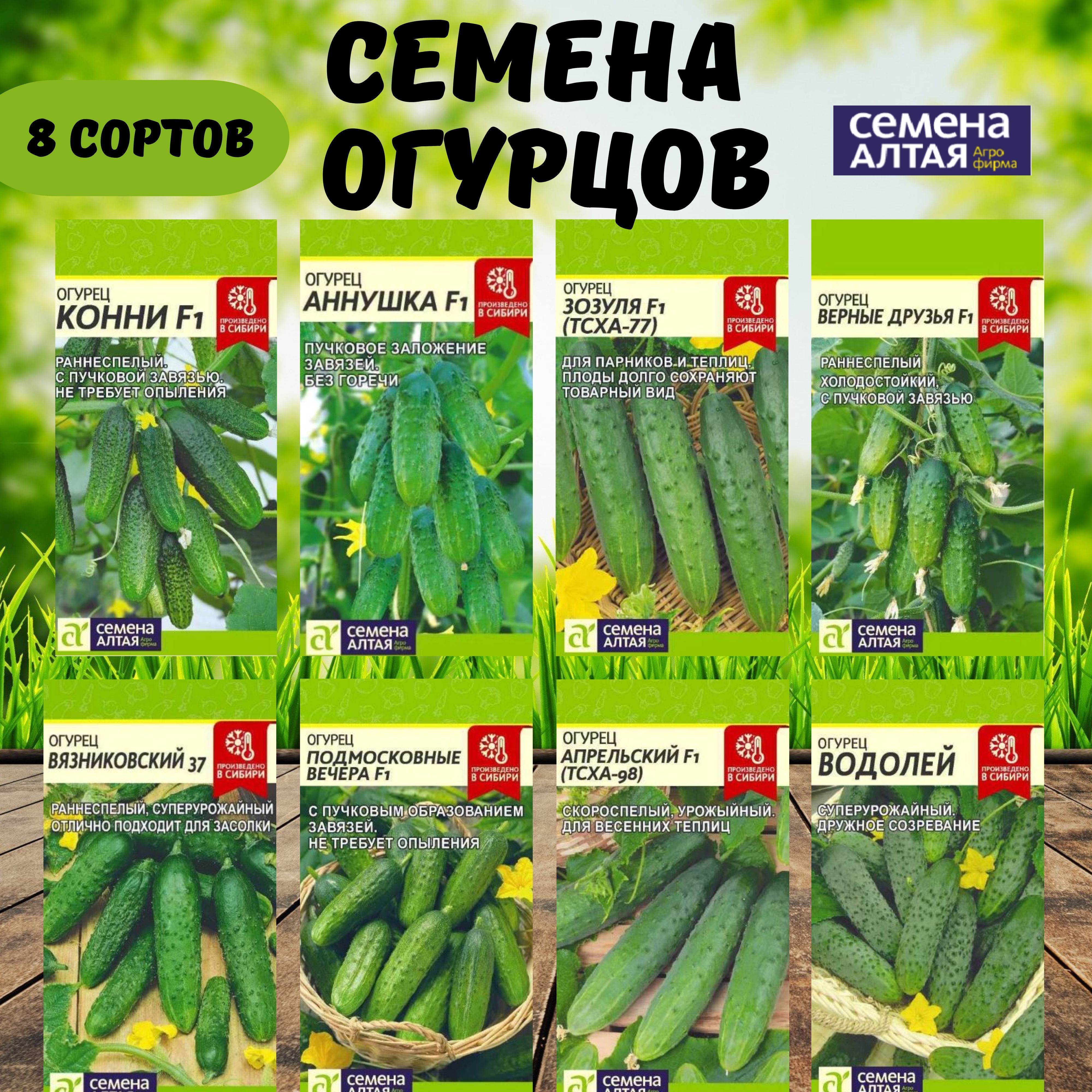 Как выбрать и купить семена огурцов: полный гид для огородника