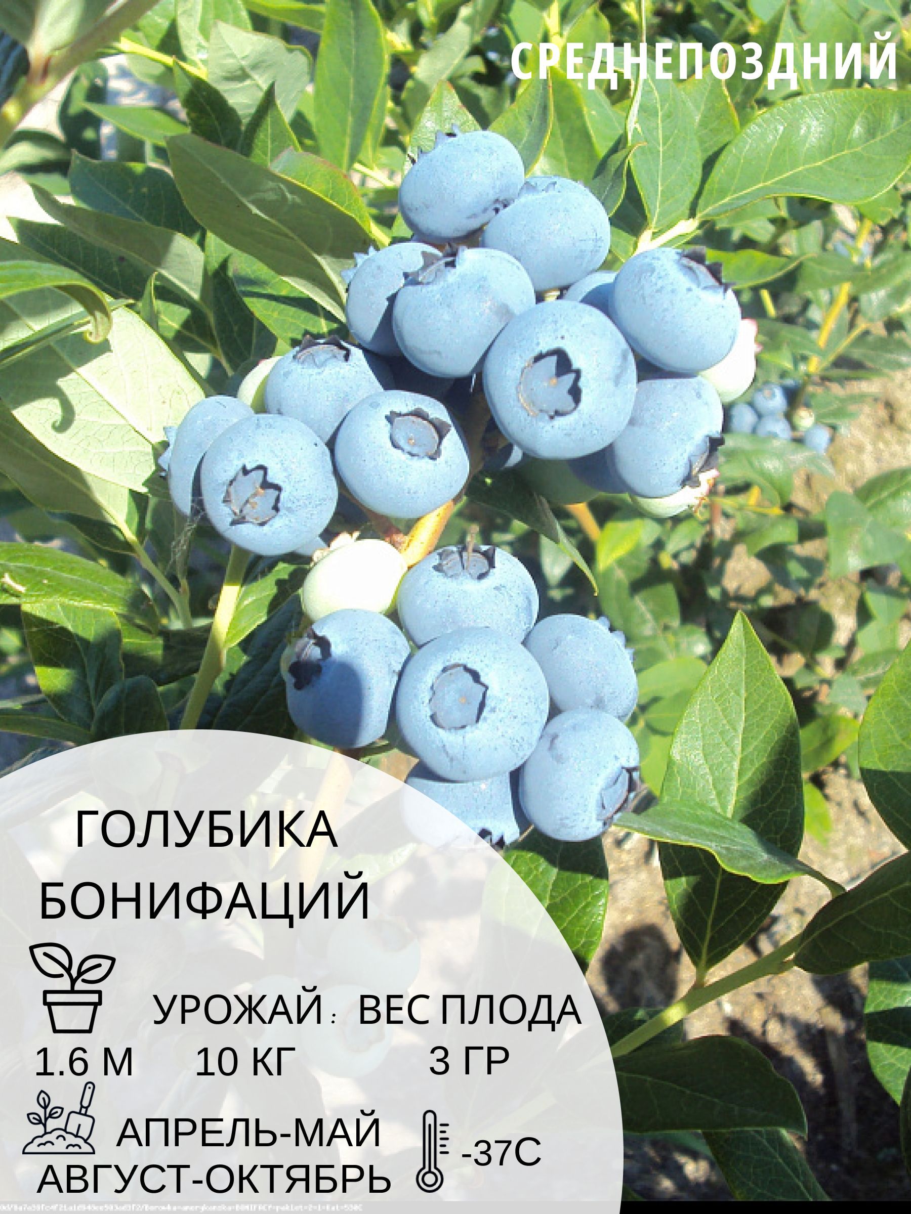 СаженцыголубикиБонифаций,многолетниеягодныекустарникиЗКС