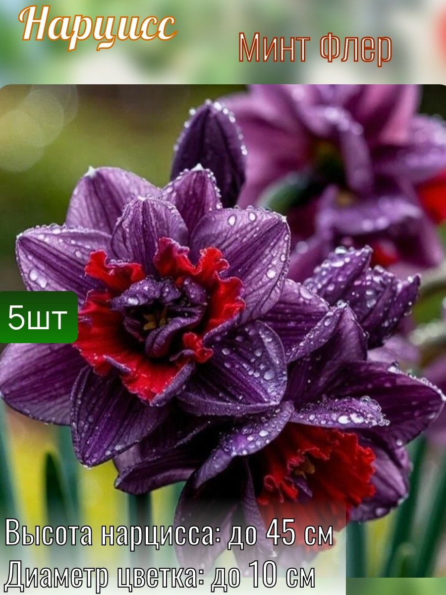 Нарциссымноголетние,луковицы5штук