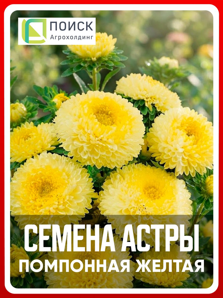 Семена Астра помпонная "Желтая" 0,3 гр, однолетние цветы для дачи, сада и огорода, клумбы, в открытый #1