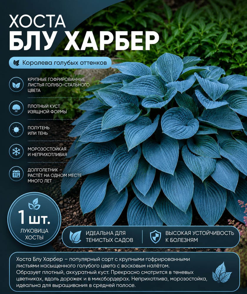 Хоста Блу Харбер #1
