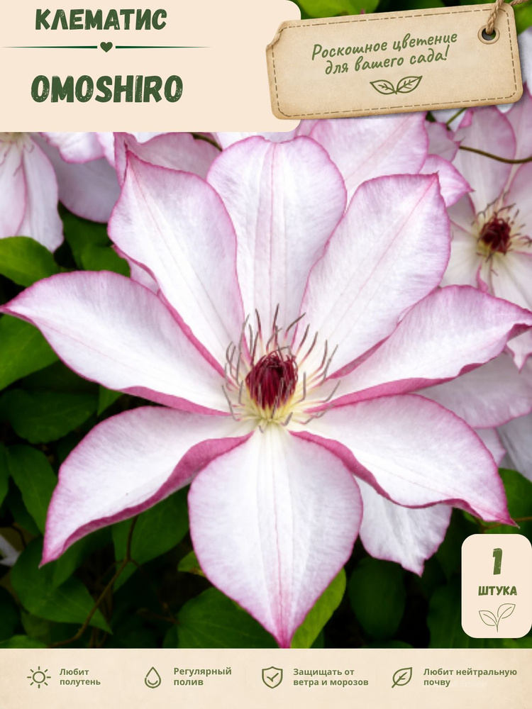 Клематис Omoshiro, саженец 1 шт #1