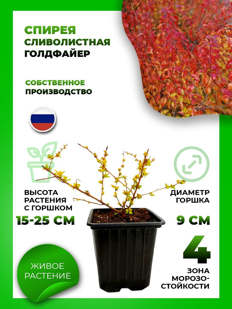 Спирея сливолистная Голдфайер ,Р9 - купить с доставкой по выгодным ...