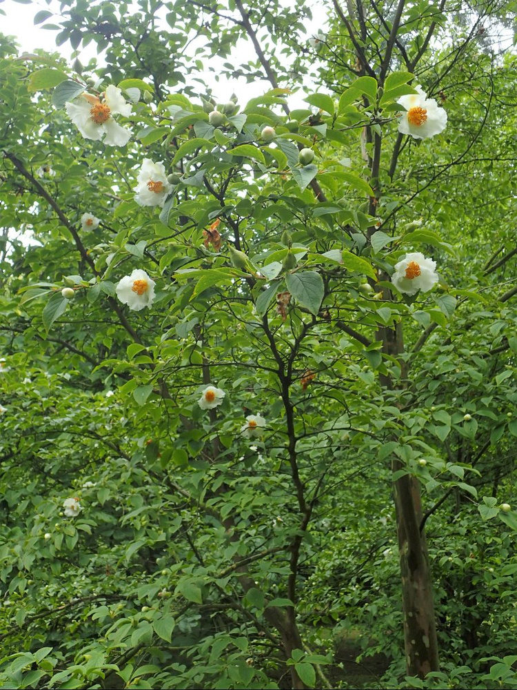 Семена Стюартия псевдокамелия (Stewartia pseudocamellia), 10 штук #1